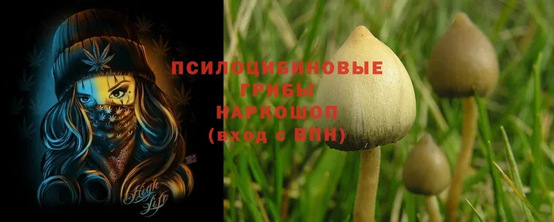 где купить наркотик  Инза  мега зеркало  Галлюциногенные грибы MAGIC MUSHROOMS 