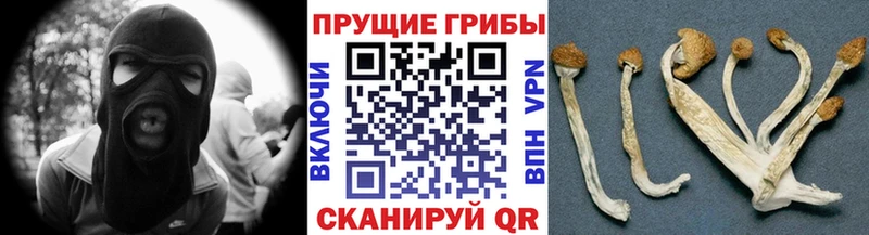 Псилоцибиновые грибы Cubensis Инза